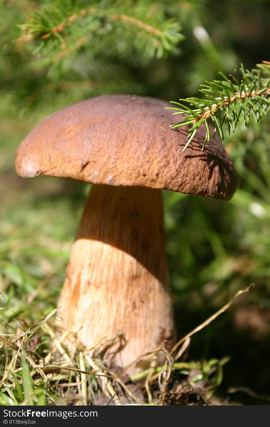 Mushroom