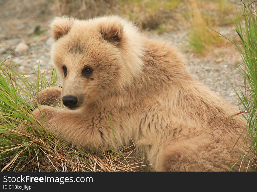 Grizzly Bear Cub III