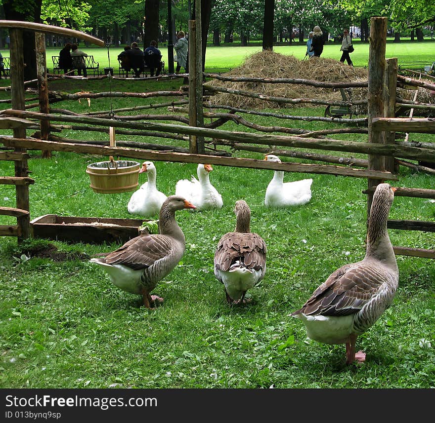 Two families of geese. At the exhibition of landscape design. Mikhaylovsky garden. St.Heretsburg. Two families of geese. At the exhibition of landscape design. Mikhaylovsky garden. St.Heretsburg.