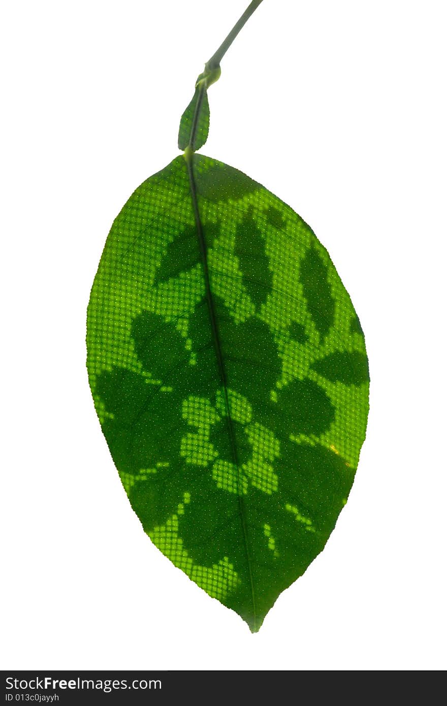 Lemon leave with flower pattern