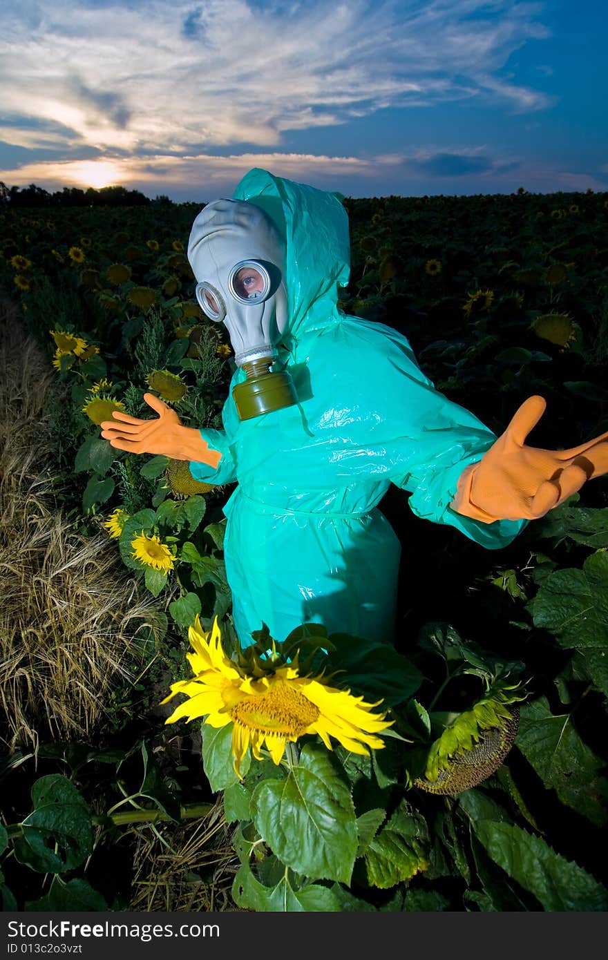 An image of a man in gas mask on sunflower field. An image of a man in gas mask on sunflower field