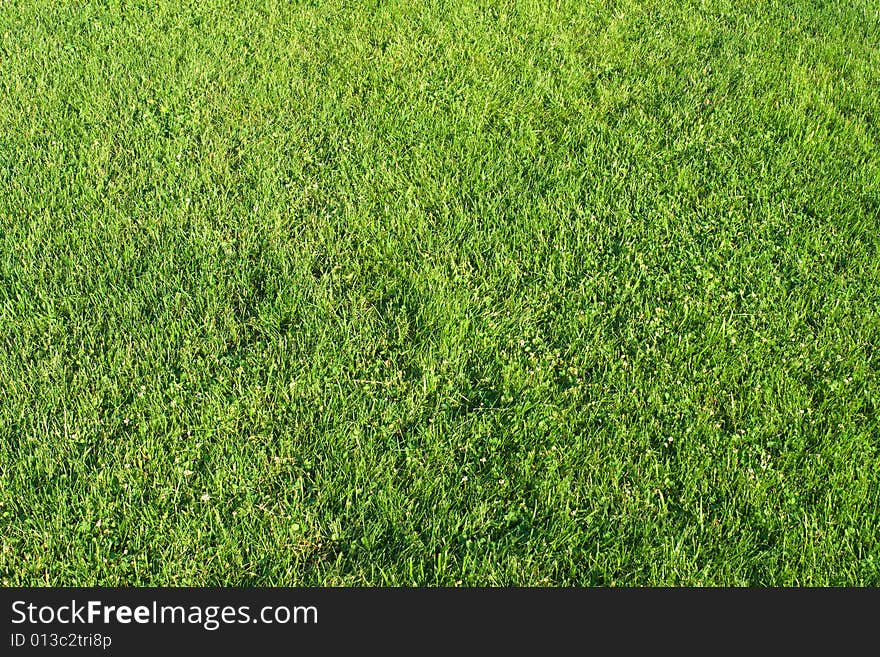 Field with cut green grass. Field with cut green grass