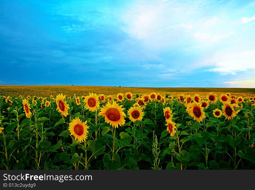 Yellow Field