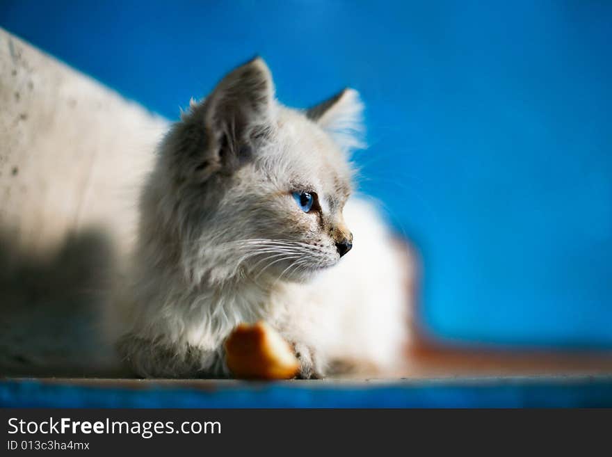 An image of a kitten on stairs