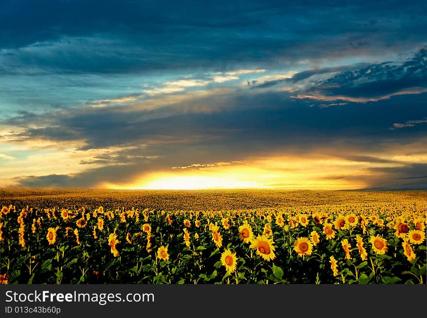 A field of sunflowers, in the south of Ukraine