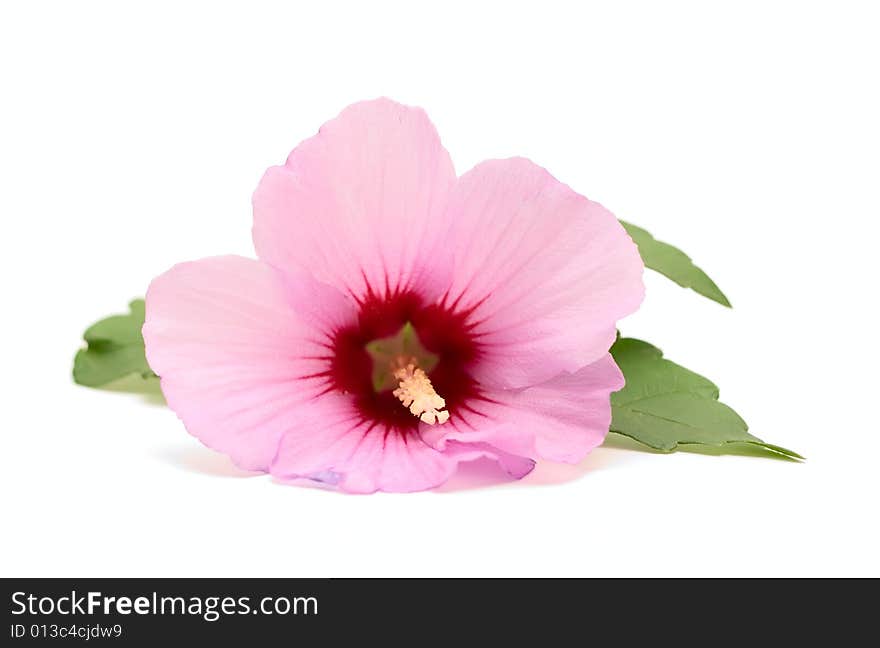 Flower isolated on white