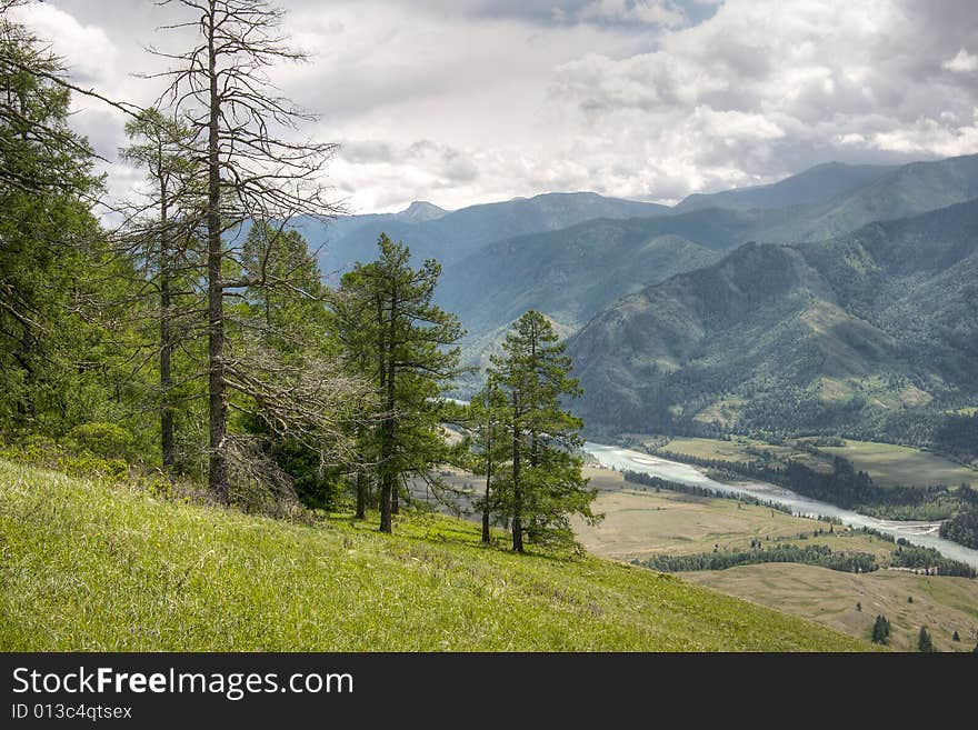 Forest on mountains background