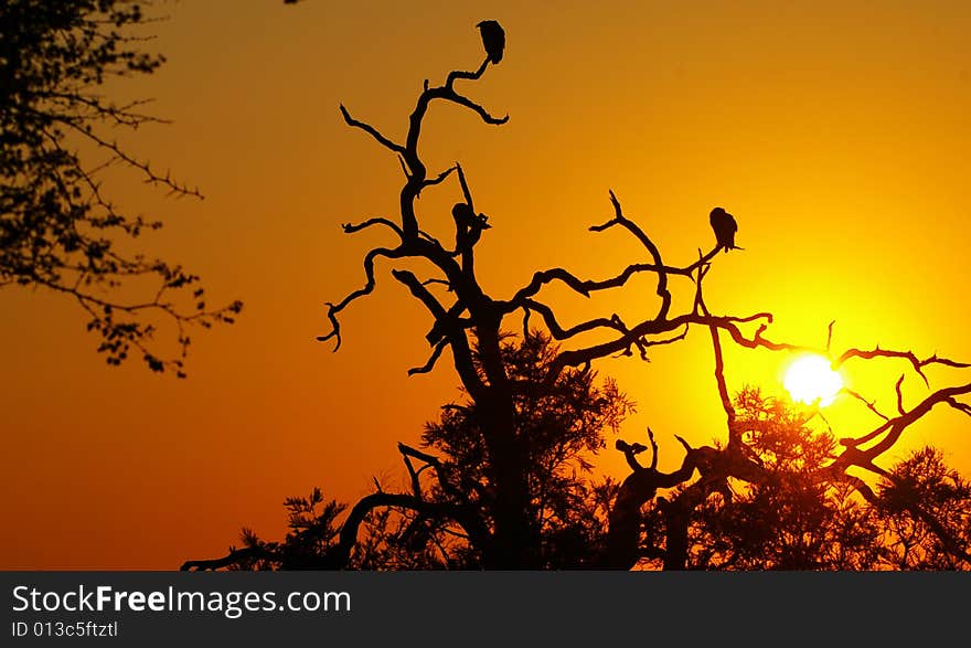 Two vultures in a tree at sunset in Kruger park. Two vultures in a tree at sunset in Kruger park