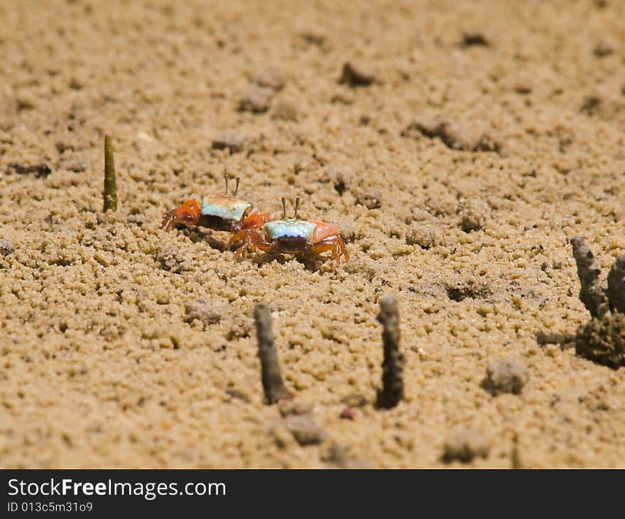 Mangrove Swamp Beach