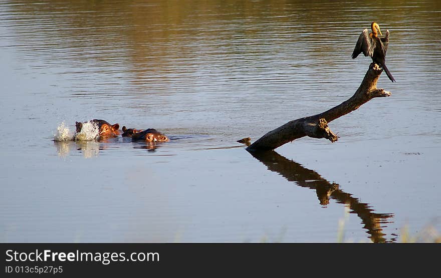 Female Hippopotamus with her baby in the water by a branch with a stork on blowing bubbles in the kruger park South Africa. Female Hippopotamus with her baby in the water by a branch with a stork on blowing bubbles in the kruger park South Africa