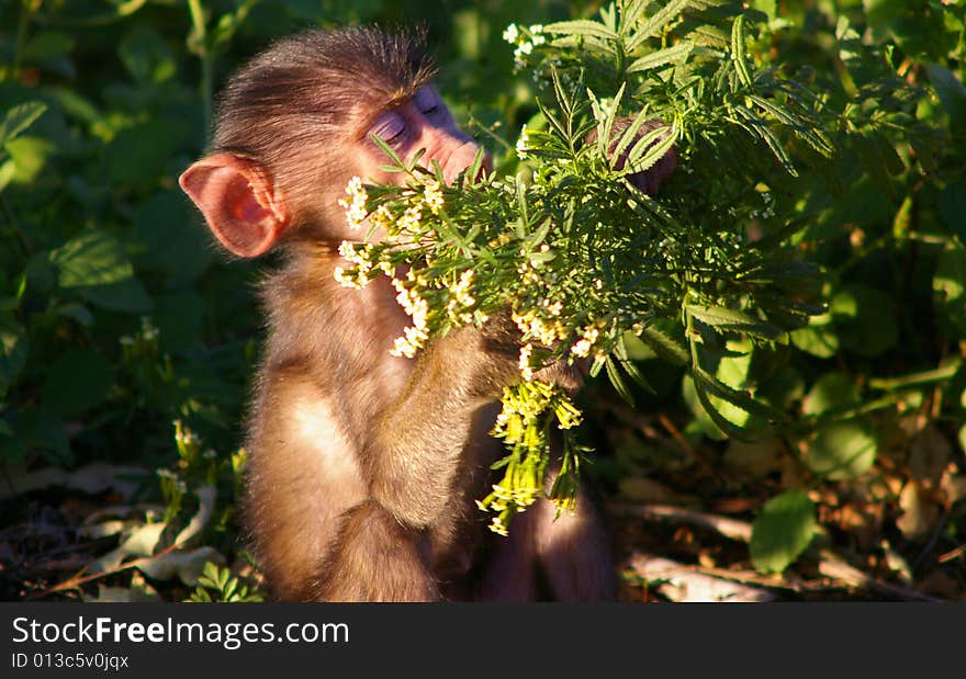 Baby baboon eating off a bush