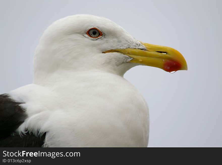 Seagull