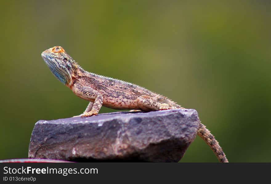 Lizard On Rock