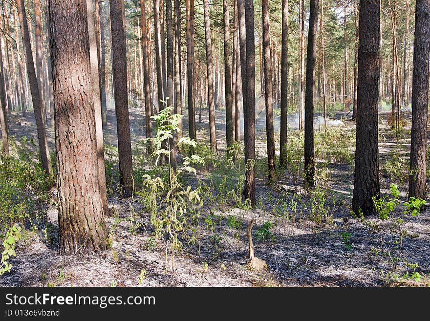 Fire in the pine tree forest. Fire in the pine tree forest