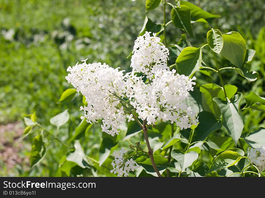 White lilac flowers in the park