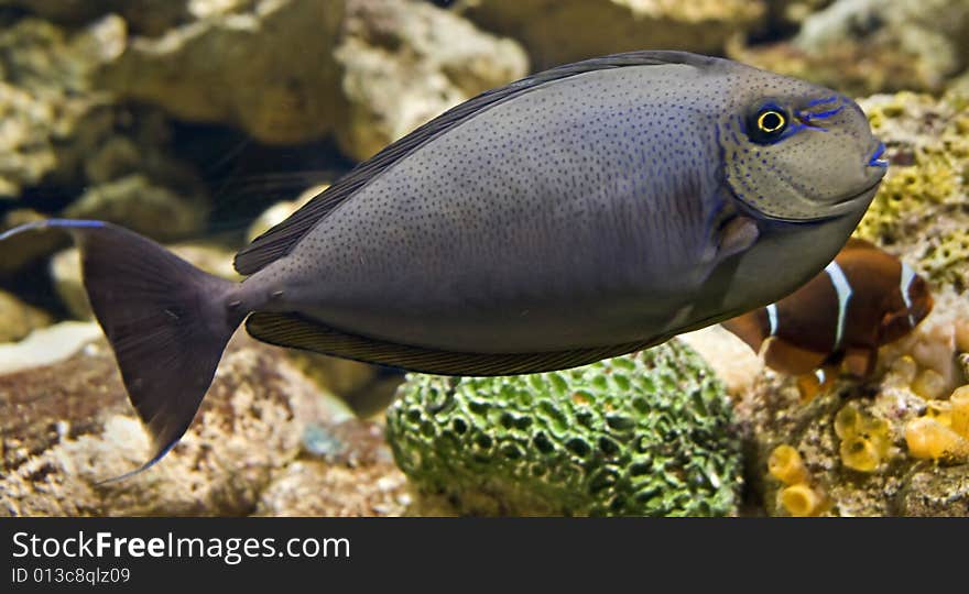 Portrait of nice tropical fish. Portrait of nice tropical fish