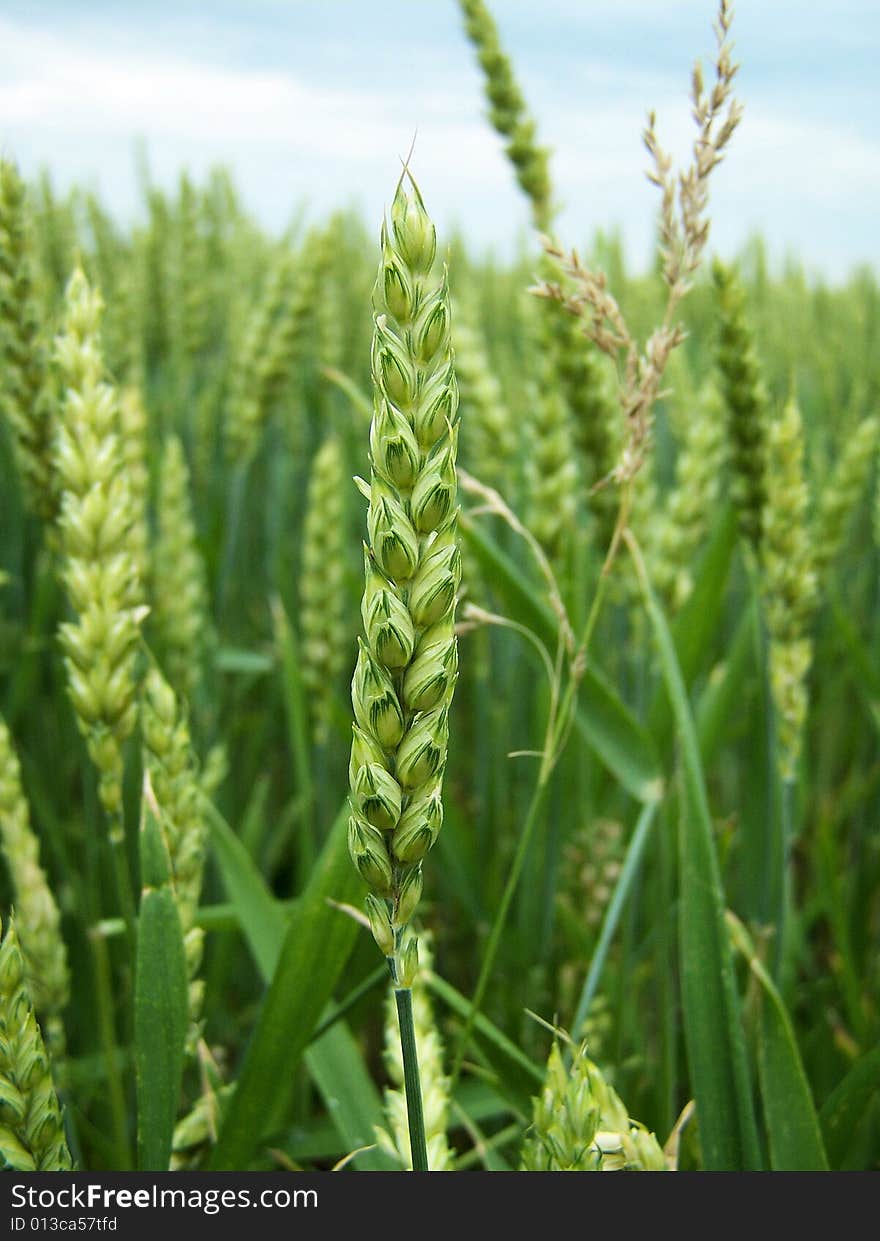 A close up of wheat.