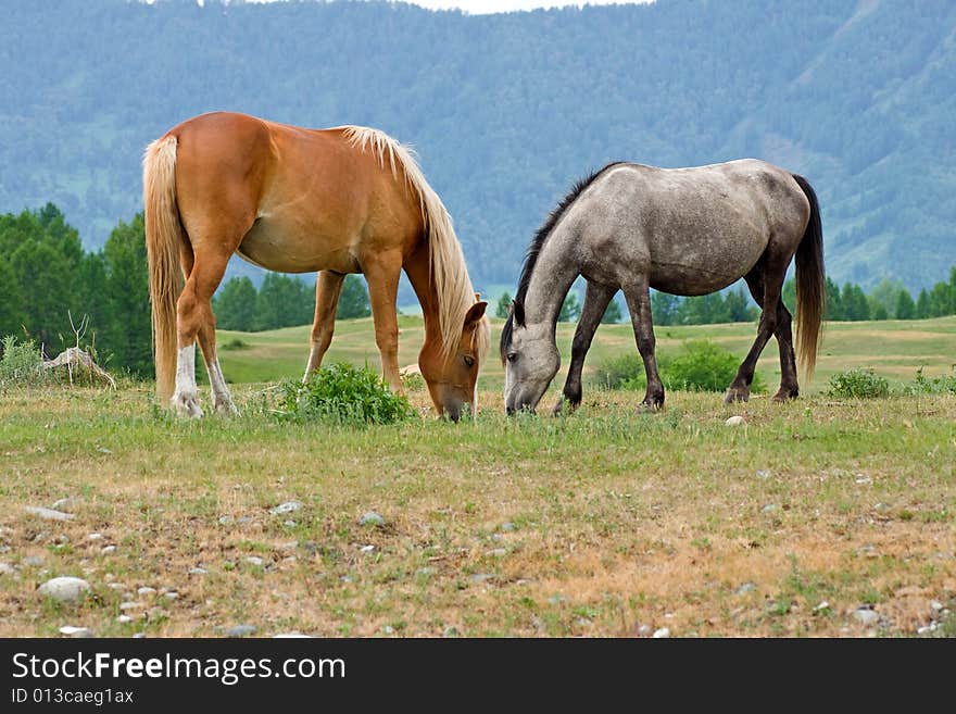 Two horses on mountains meadow