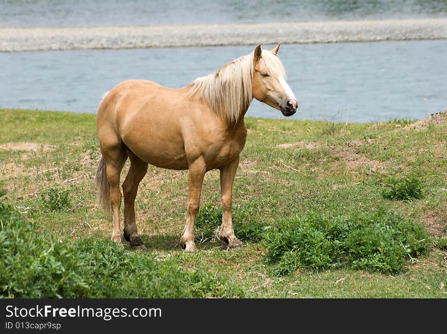 Horse on meadow near river. Horse on meadow near river