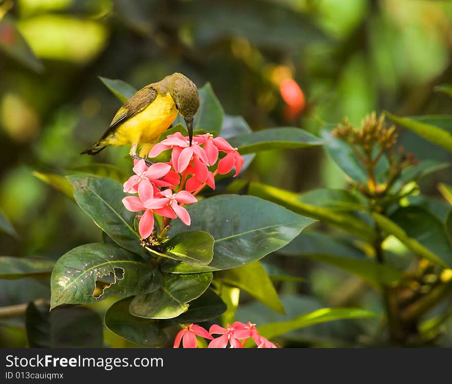 Sunbird Feeding on Ixora