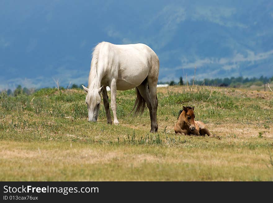 Horse with foal at mountains meadow