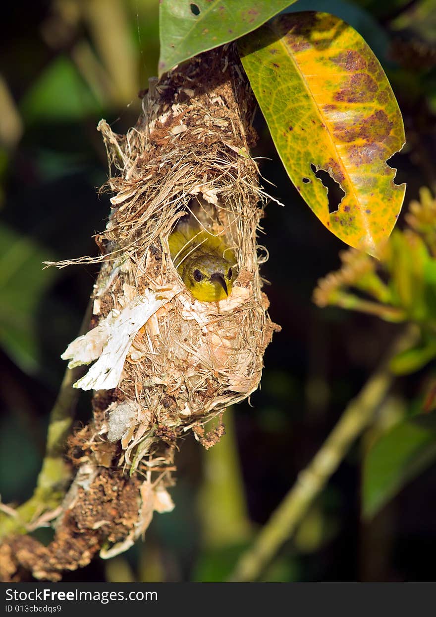 Female sunbird sitting in her nest in an ixora bush. Female sunbird sitting in her nest in an ixora bush