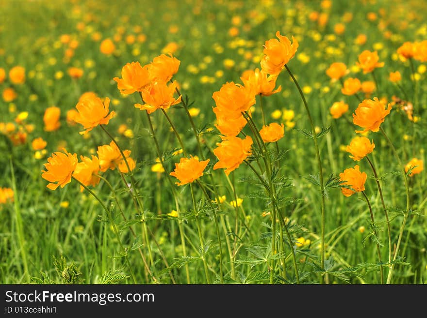 Globe-flowers meadow  in perspective. Globe-flowers meadow  in perspective