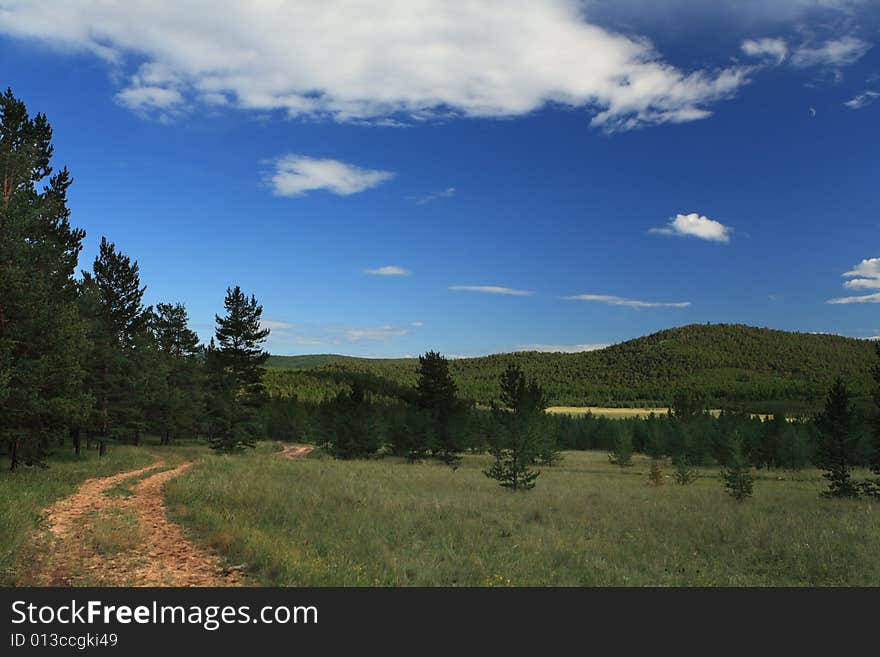 Country road in forest