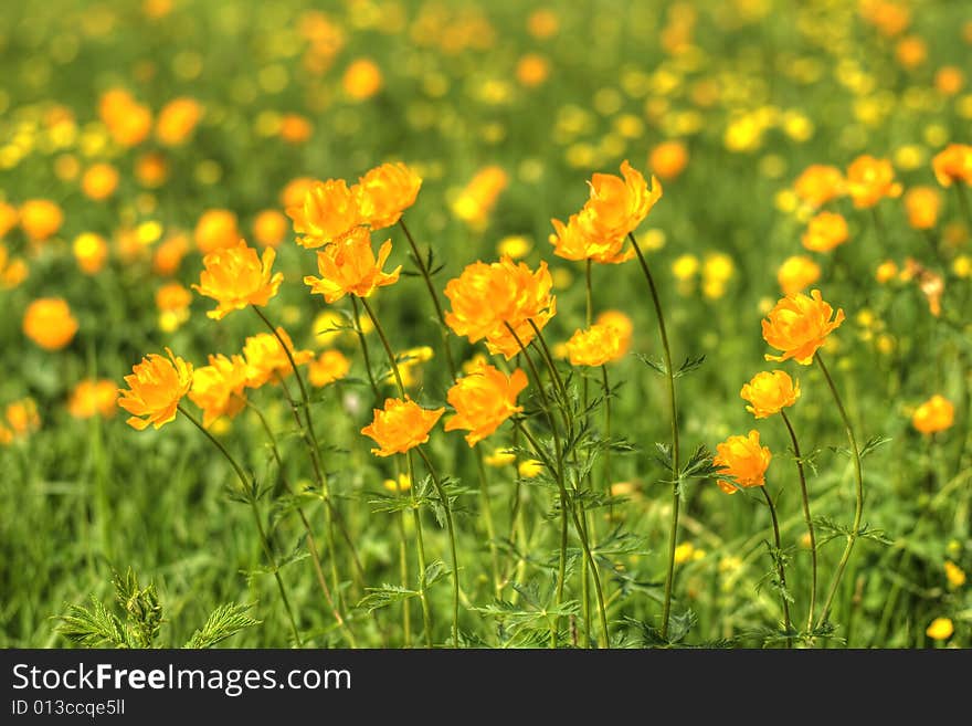 Globe-flowers meadow  in perspective. Globe-flowers meadow  in perspective