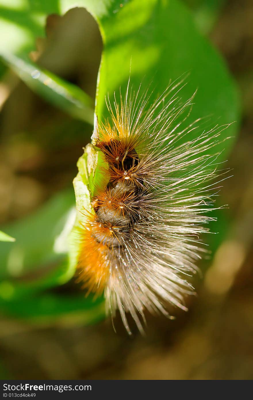 Fur grub is eating grass