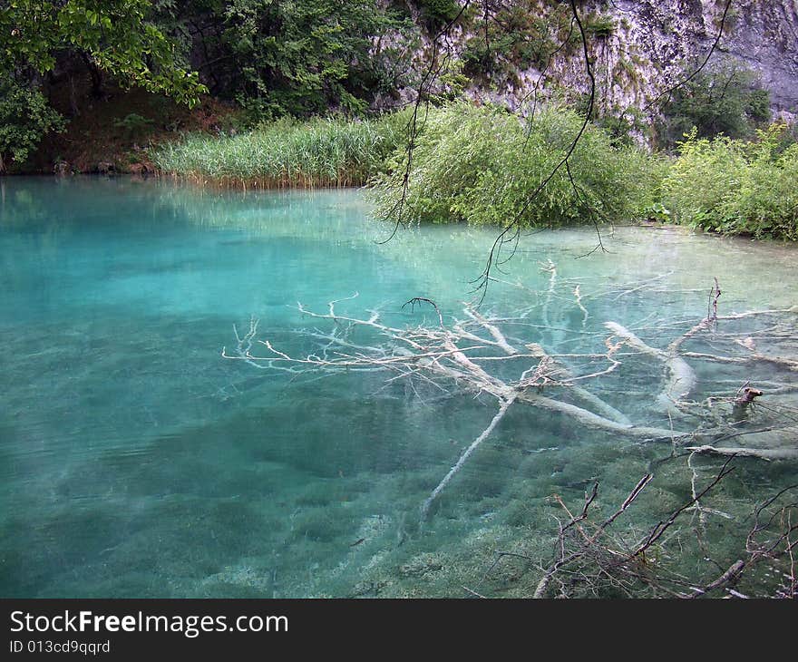 Sunken wood in a lake