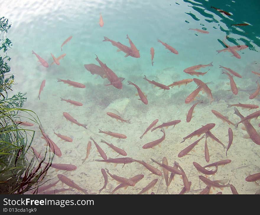 Trout in the transparent water of Lake Plitwitz, Croatia. Trout in the transparent water of Lake Plitwitz, Croatia