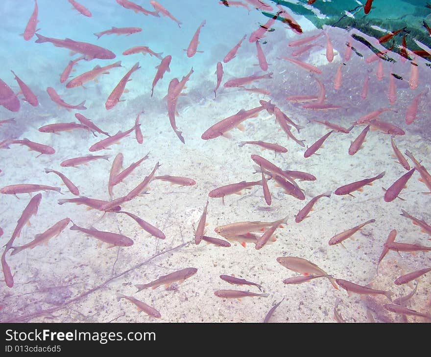 Trout in the transparent water of Lake Plitwitz, Croatia. Trout in the transparent water of Lake Plitwitz, Croatia