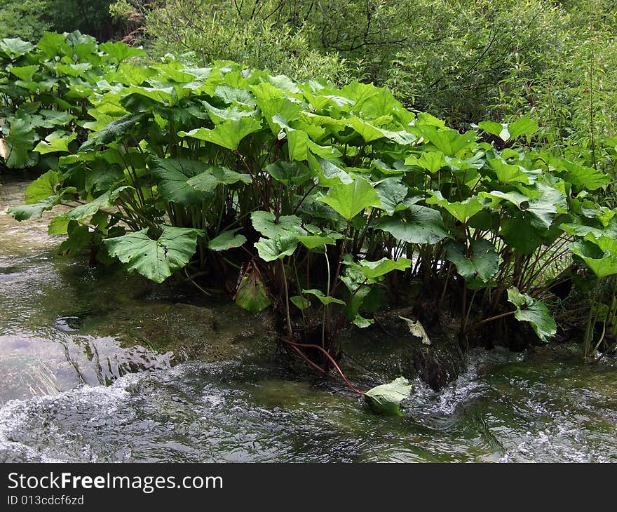 Small rapids on one of hundreds springs near Lake Plitwitz, Croatia. Small rapids on one of hundreds springs near Lake Plitwitz, Croatia