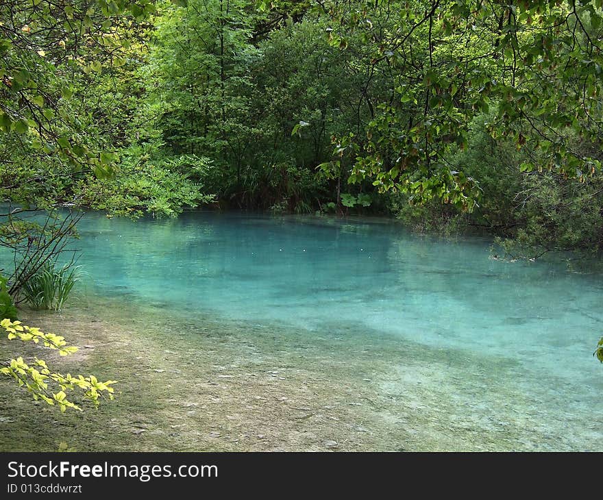 River in the forest