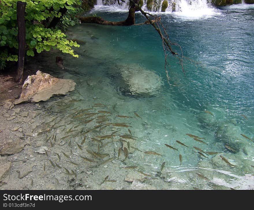 Trout near a small waterfall, Lake Plitwitz, Croatia. Trout near a small waterfall, Lake Plitwitz, Croatia