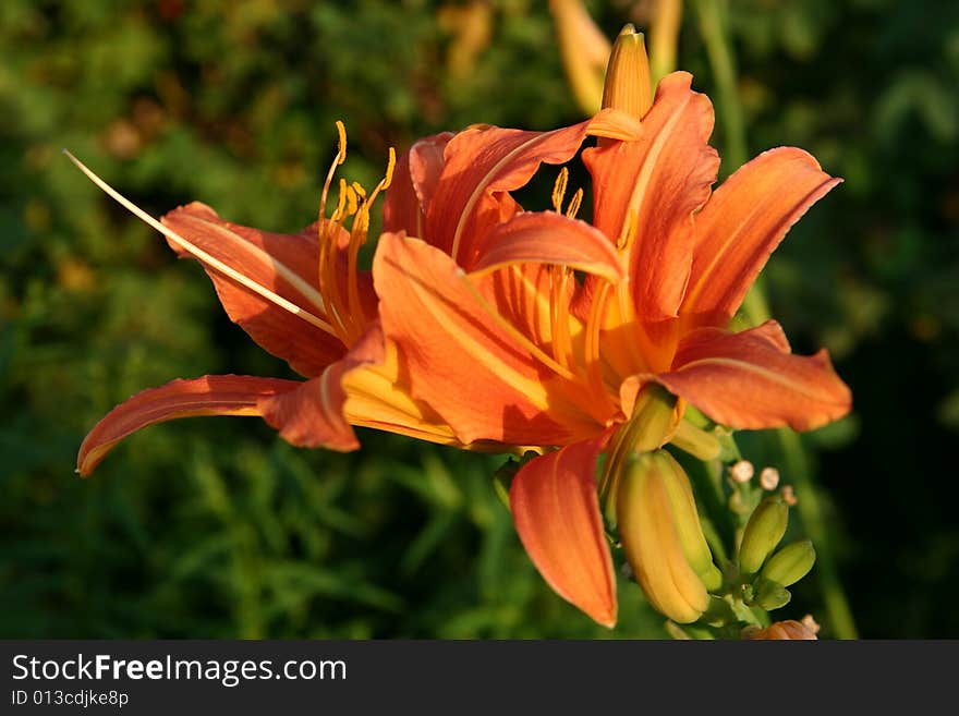 Daylily