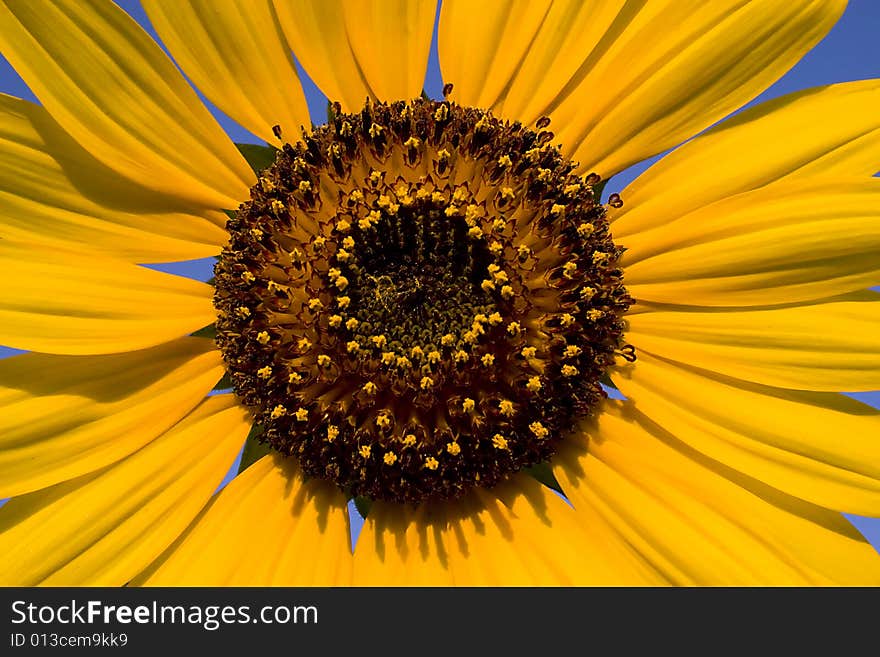 A closeup of a sunflower on a summers day. A closeup of a sunflower on a summers day