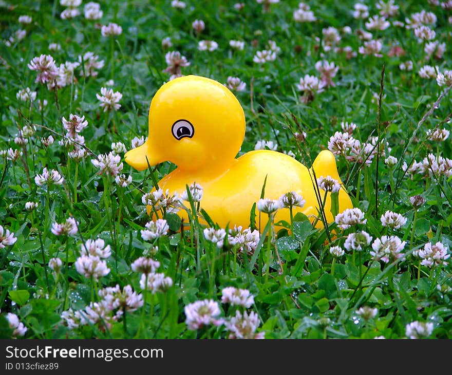 The toy duck sits on a grass in the rain. The toy duck sits on a grass in the rain