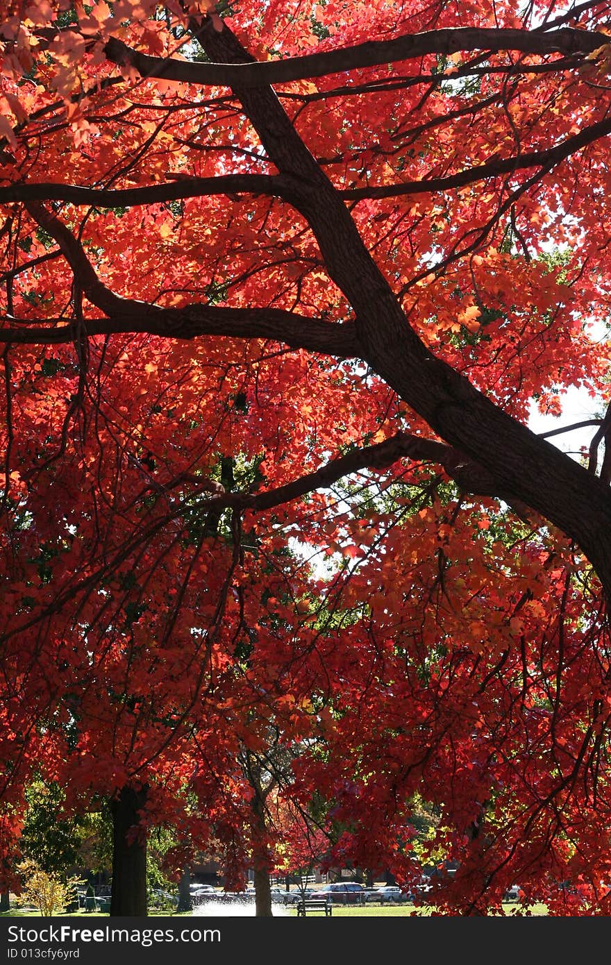 Fall foliage in Knight\'s Park, Collingswood, NJ. Fall foliage in Knight\'s Park, Collingswood, NJ