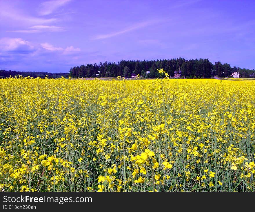 Field of yellow flowers and blue sky