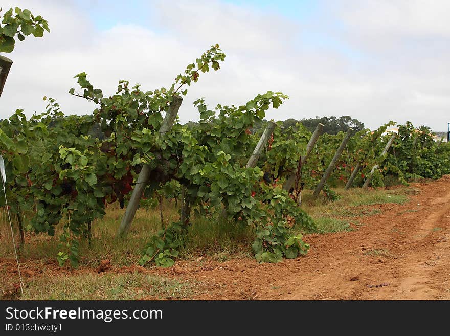 View of a vinyard and grapes