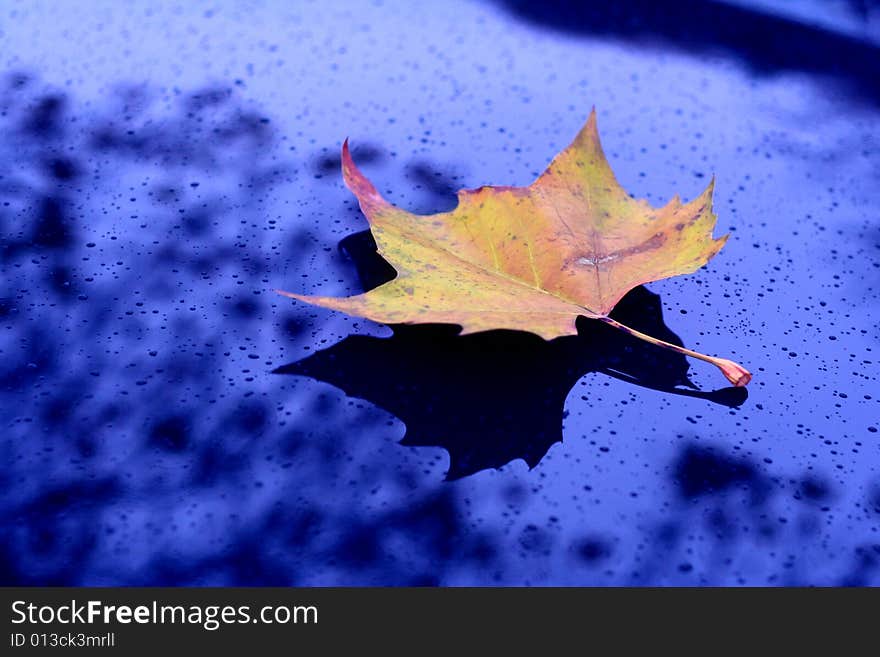 Alone leaf over blue sky reflection