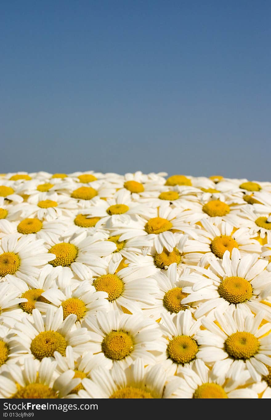 Camomile