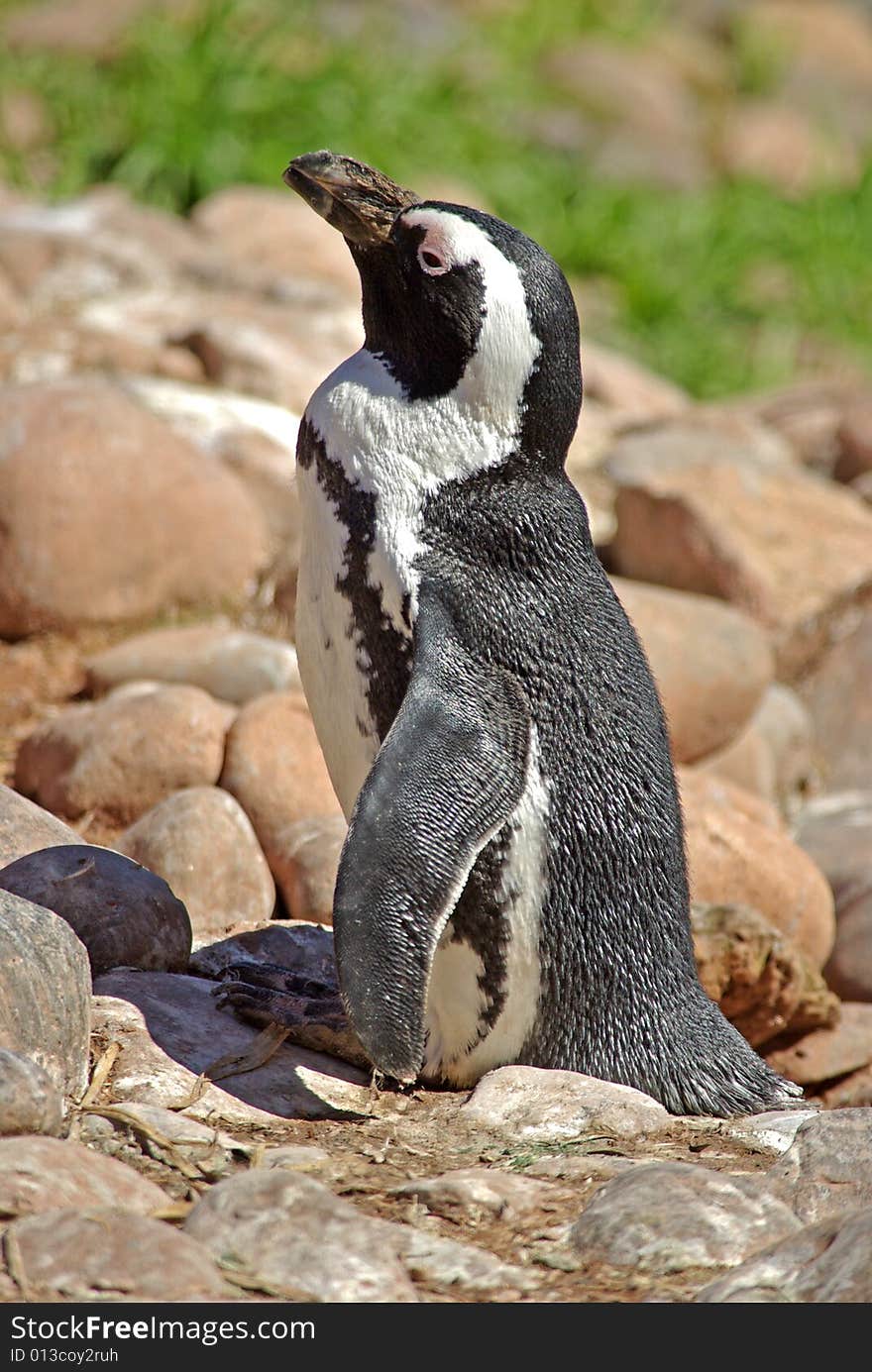 Black-Footed Penguin