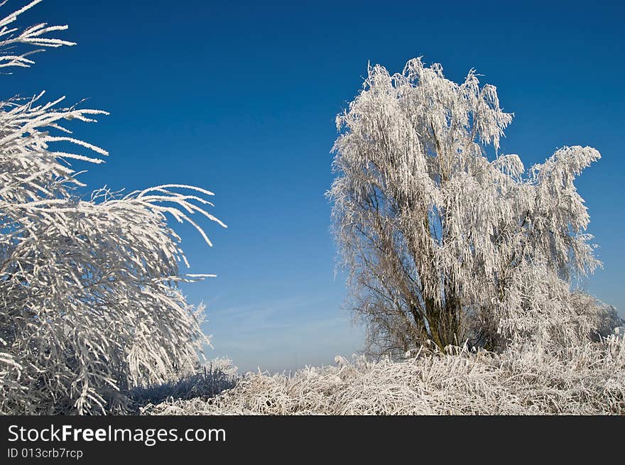 Icy Tree