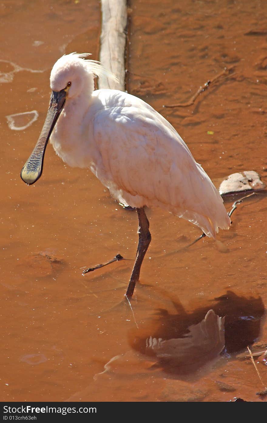 European Spoonbill