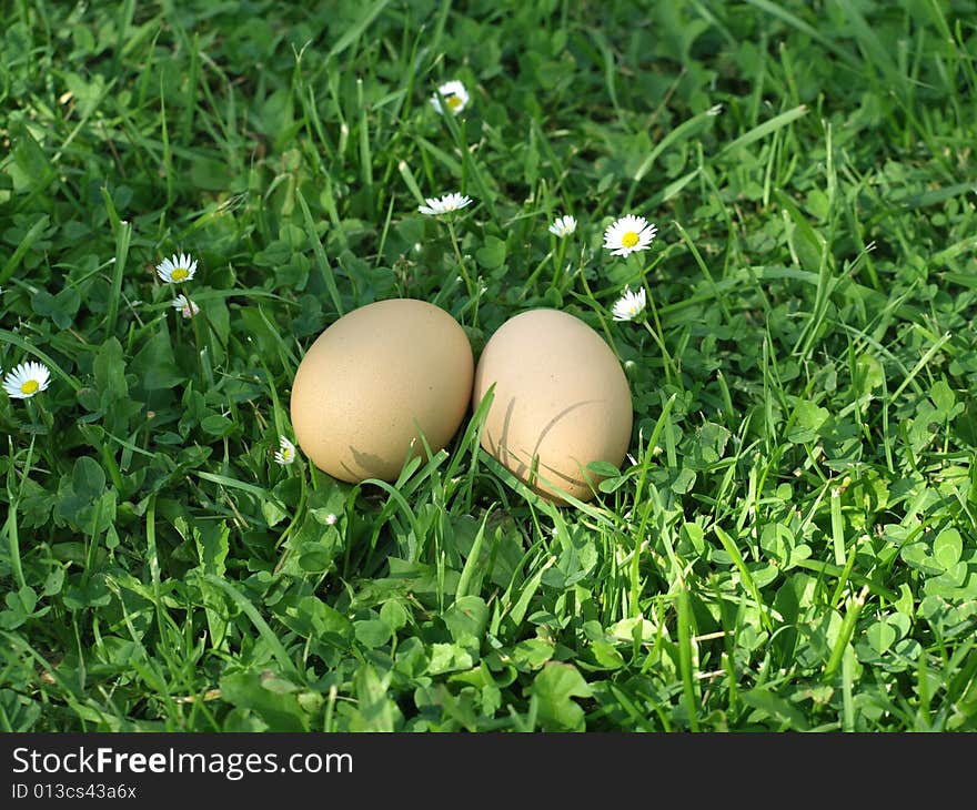 Two brown chicken eggs in grass