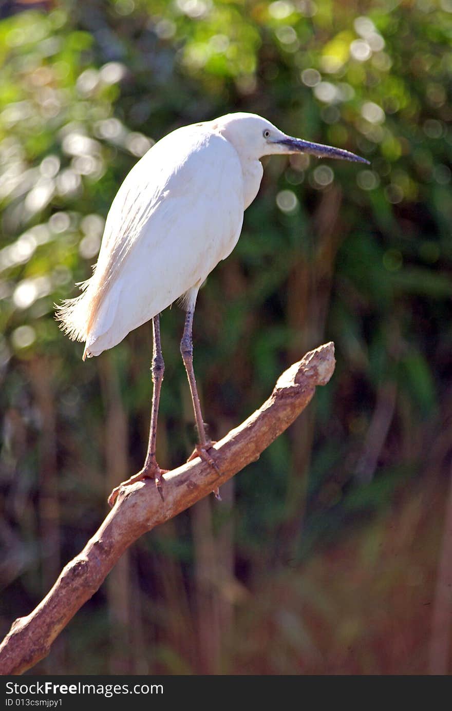 Little Egret fishing from a branch.