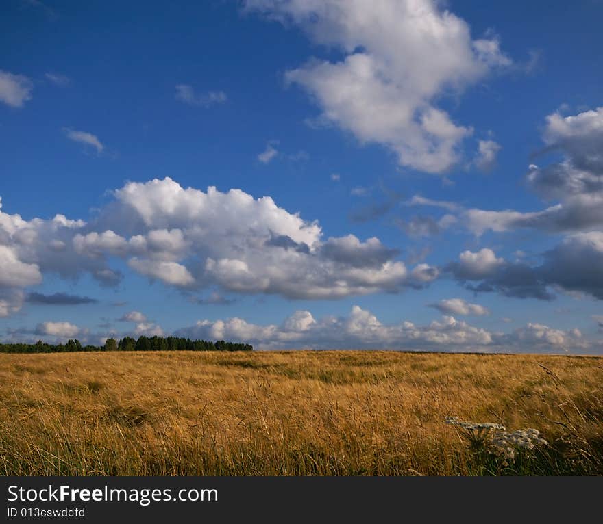 Bright colored ruralscene almost ready for the harvest with blue sky and clouds. Bright colored ruralscene almost ready for the harvest with blue sky and clouds